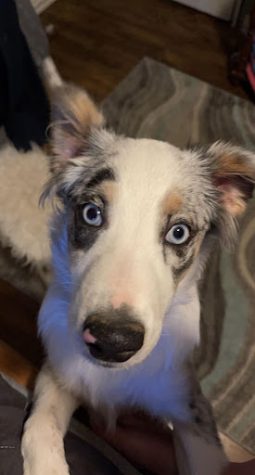 Pet of the Week -- Tater
