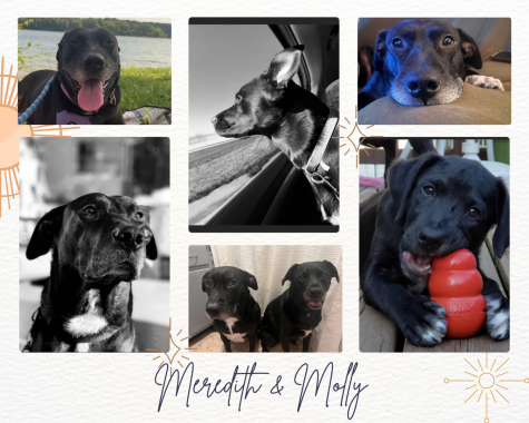 Pets of the Week -- Molly & Meredith