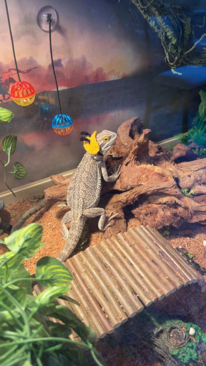 Pet Of The Week - Dragon