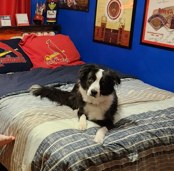 Pet Of The Week - Ace