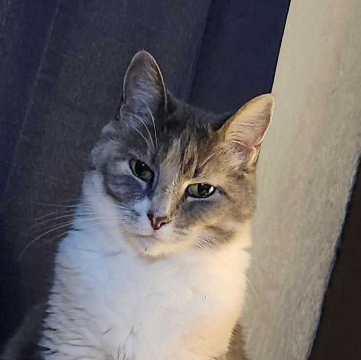 Pet Of The Week - Duchess