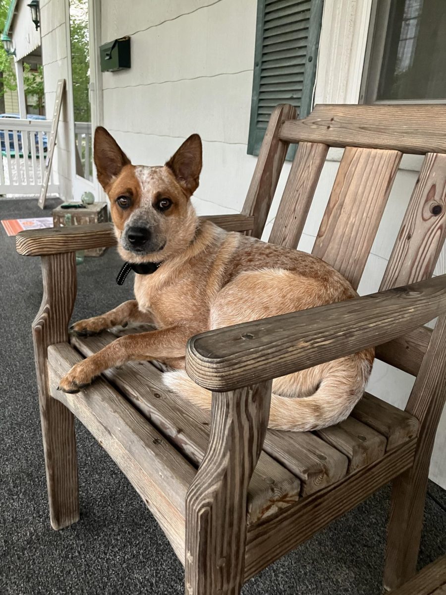 Pet Of The Week - Coco