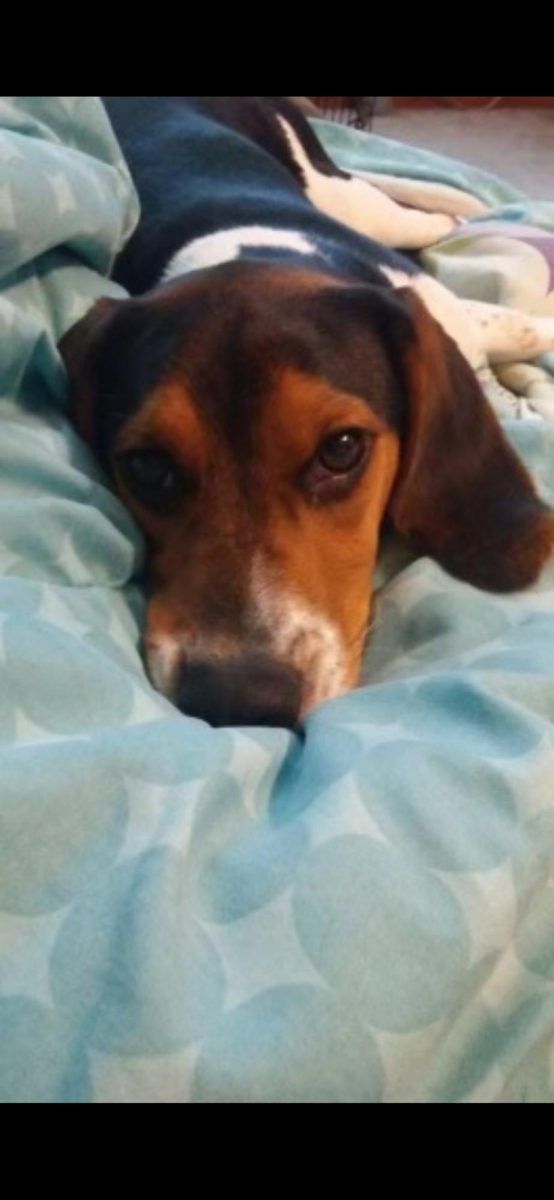 Pet Of The Week - Waylon