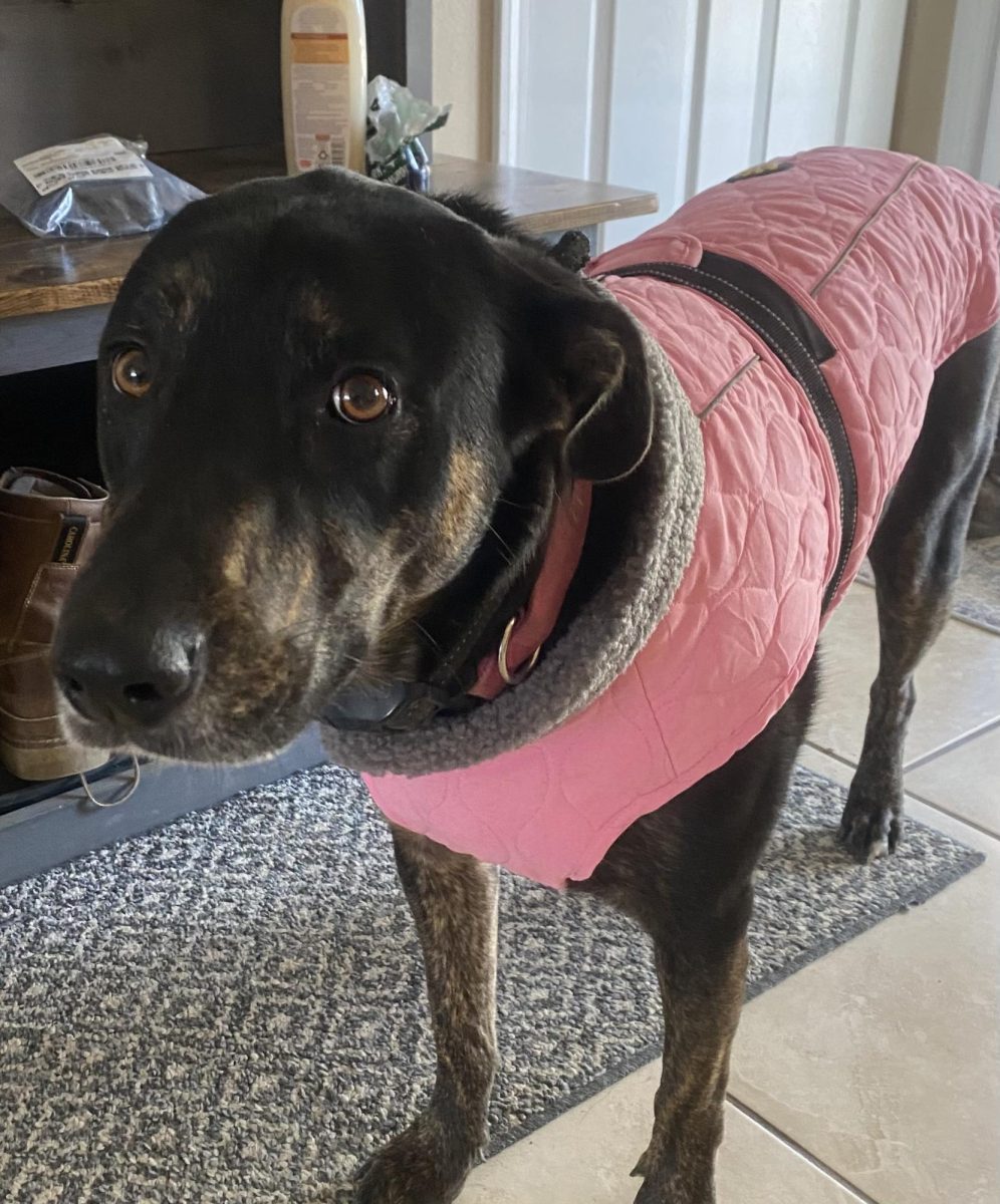 Pet Of The Week - Luna
