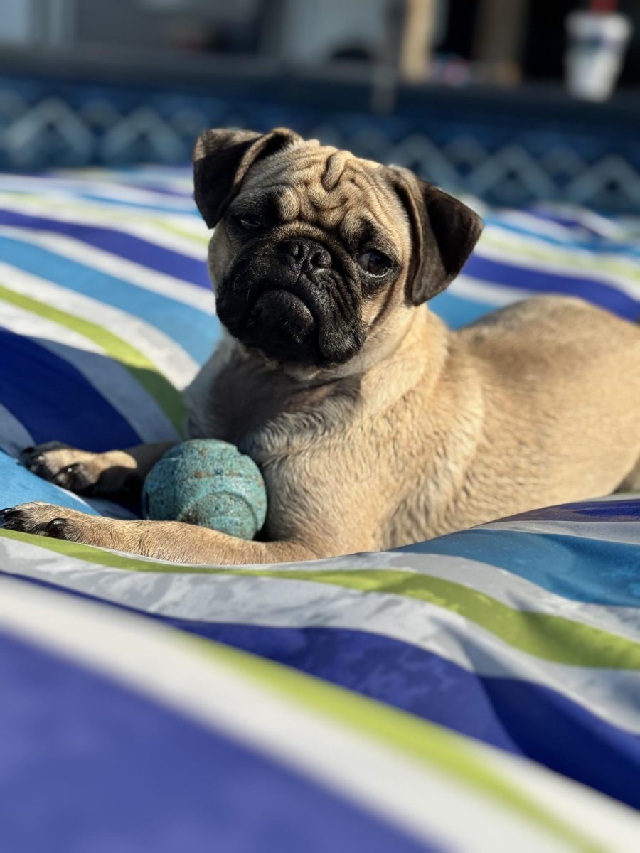 Pet Of The Week - Paisley