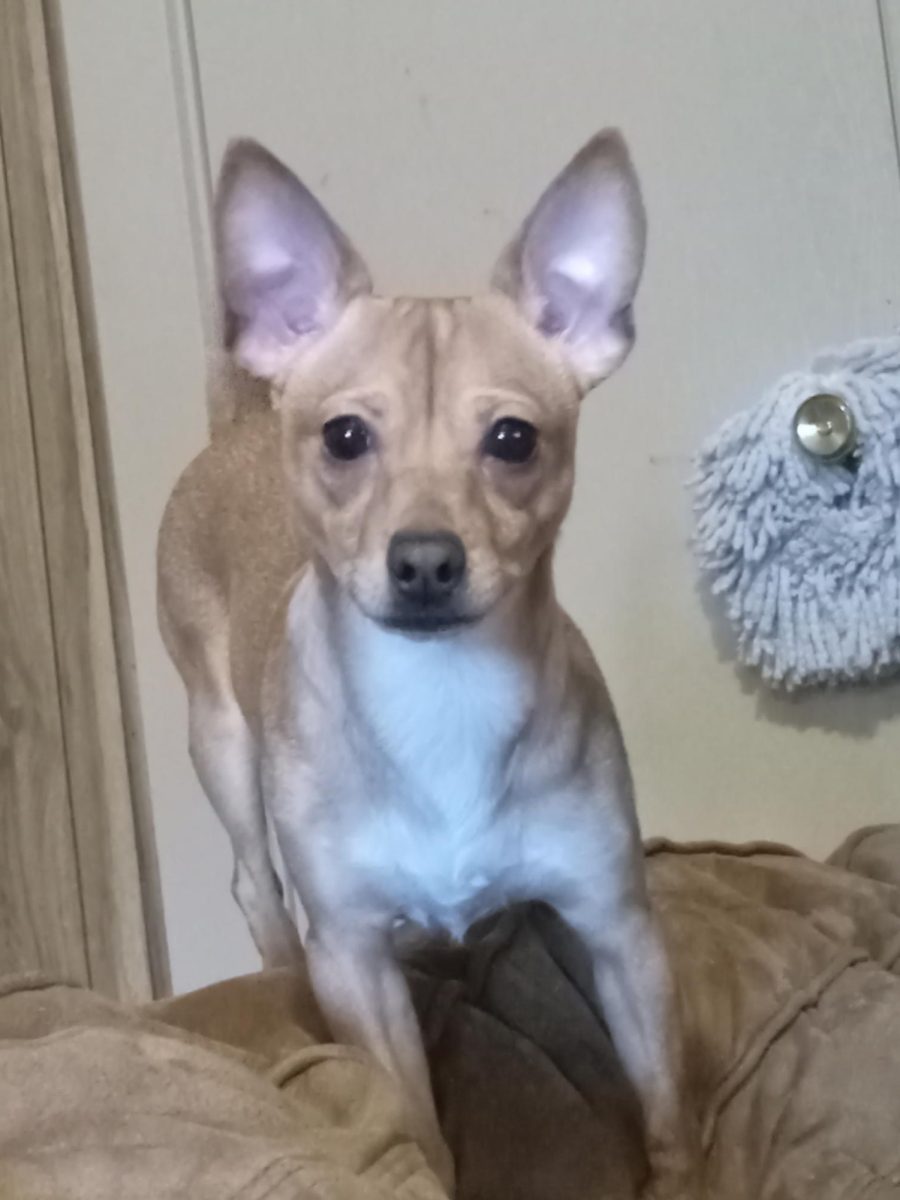 Leo