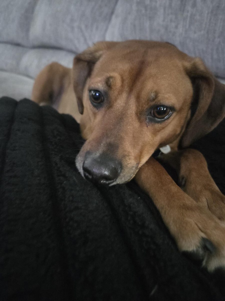Pet Of The Week - Gizmo